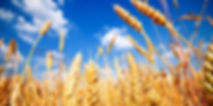 food sensitivity test IgG