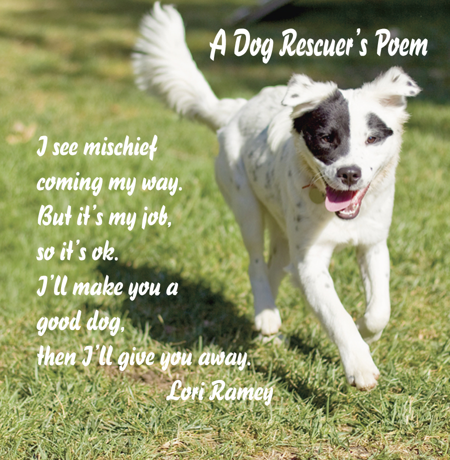 Rescue Dog Poems And Quotes. QuotesGram