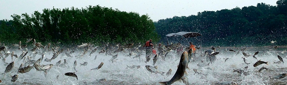 Asian Carp Facts 43