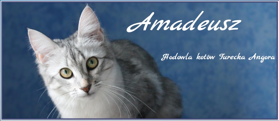 O Rasie Hodowla Kotów Rasy Turecka Angora Amadeusz