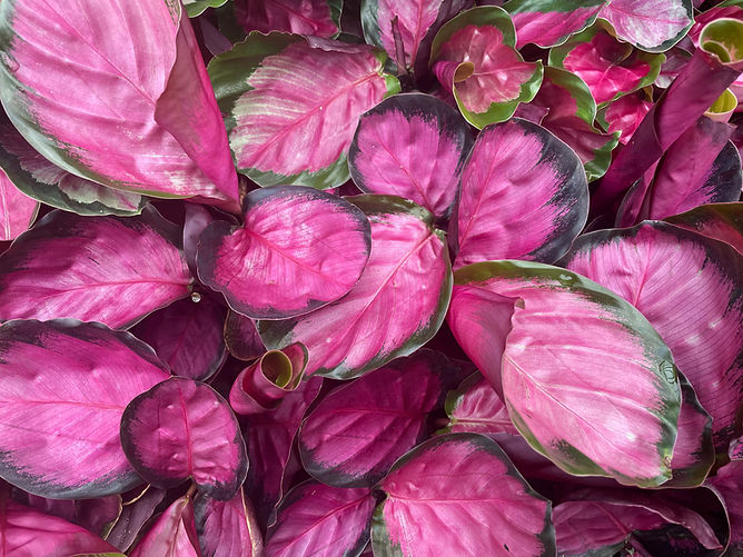 Calathea3.jpg