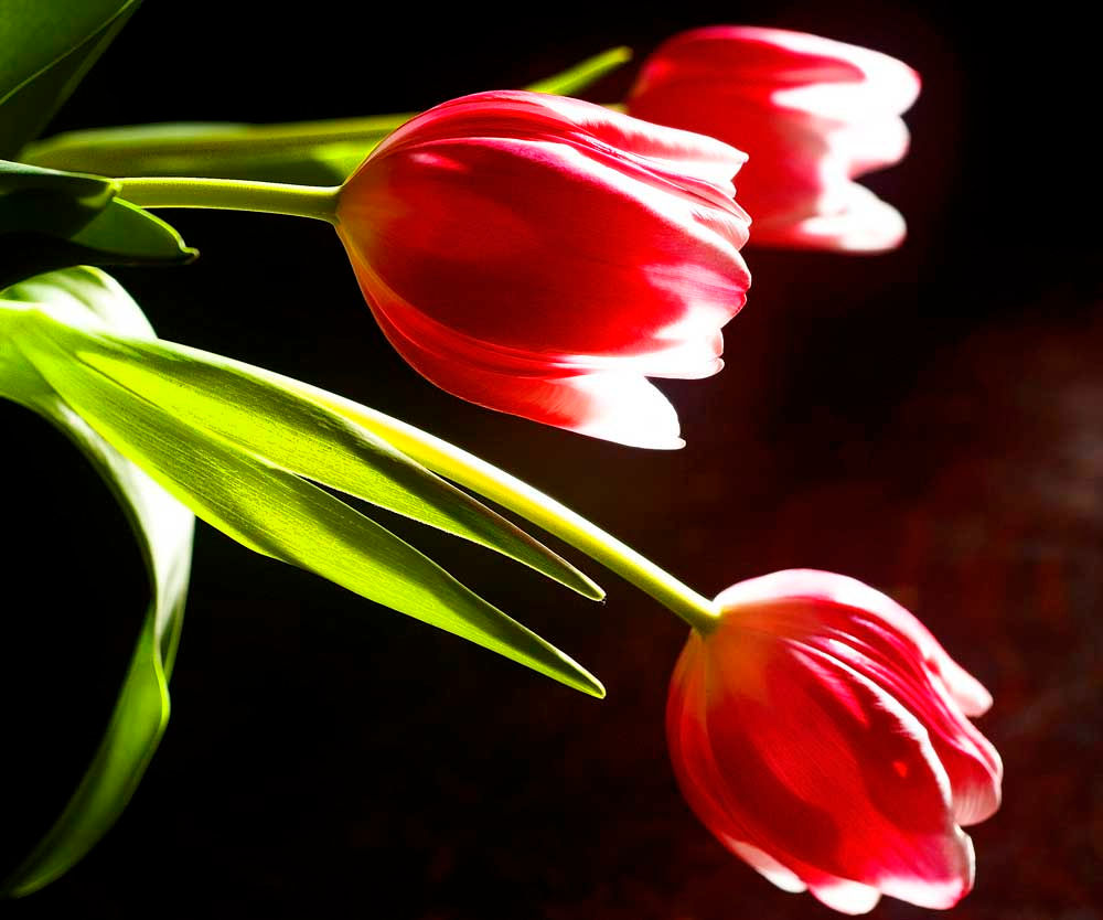 Gay Flowers florist and gifts, flowers delivered Hobart, order online