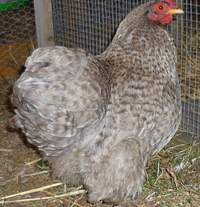 Norfolk Garden Chickens - Pekin Bantams