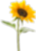 sunflower.png