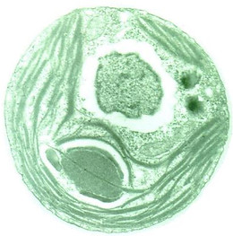 Active Cells