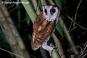    (Phodilus badius).  