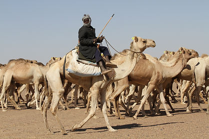 381 - Camel Caravan.JPG