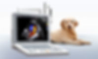 ultrassonografia em animais, veterinaria