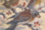 Donald Watson cropped.jpeg