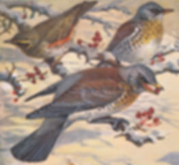 Donald Watson cropped.jpeg