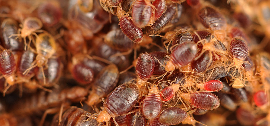 Parthenogenesis ppt image