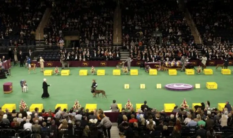 belgian sheepdog westminster dog show 2016 westminster kc dog show judging panel announced showsight belgian sheepdog westminster dog show 2016 westminster kc dog show judging panel announced showsight