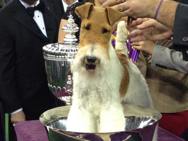 Westminster Dog Show Teelevision Schedule Westminster Dog Show Teelevision Schedule