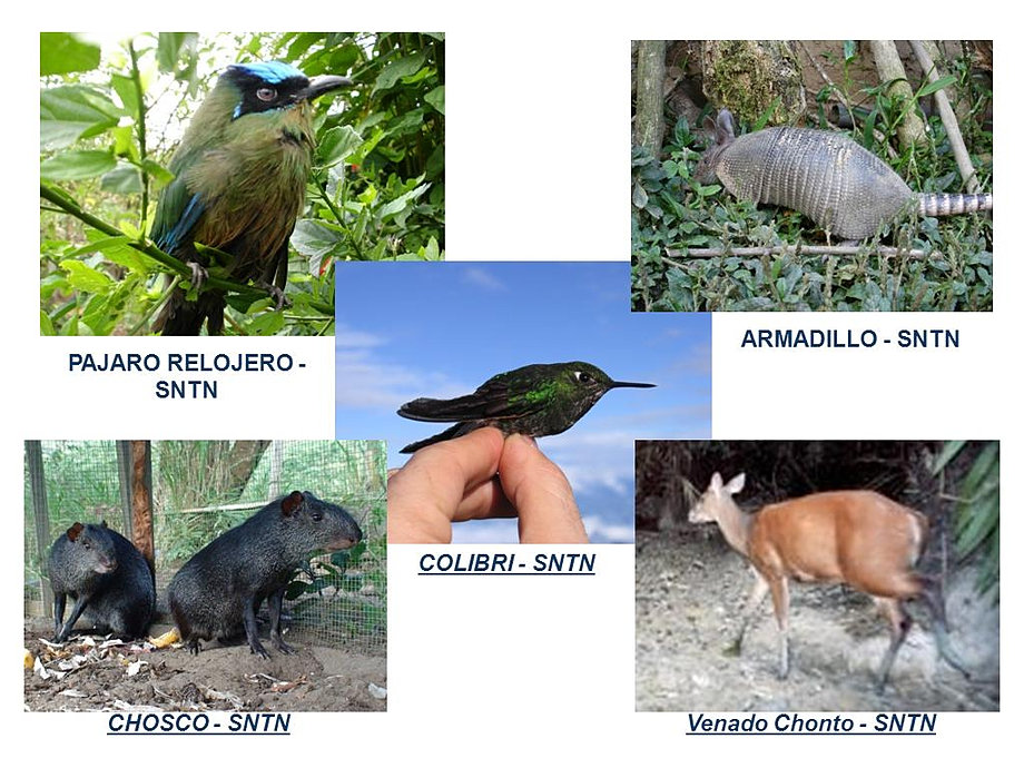 Resultado de imagen para Santuario Nacional Tabaconas-Namballe