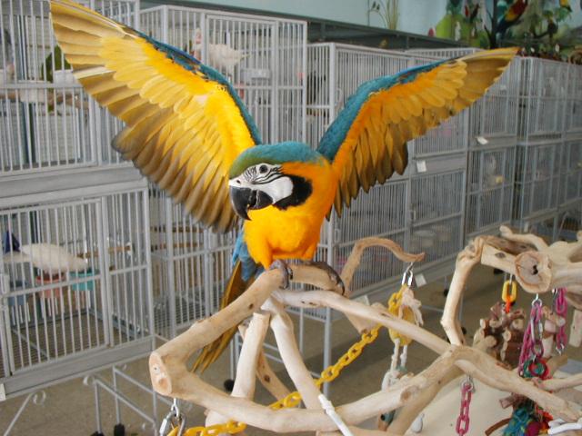 the bird shop the bird shop