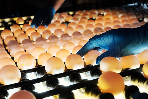 sanguanfarm egg image 1.jpg