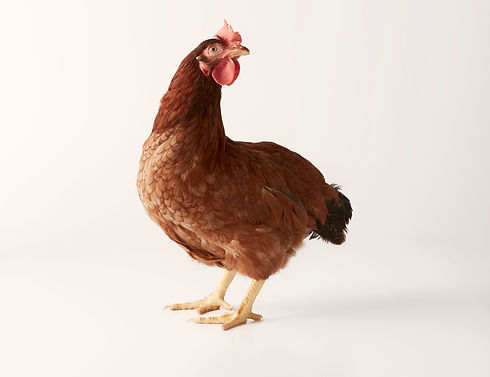 about sanguanfarm 02.jpg