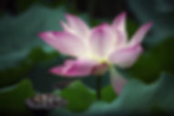 flower-3056138_1920.jpg