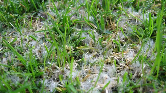 dollar spot sandersground dollar spot fungus
