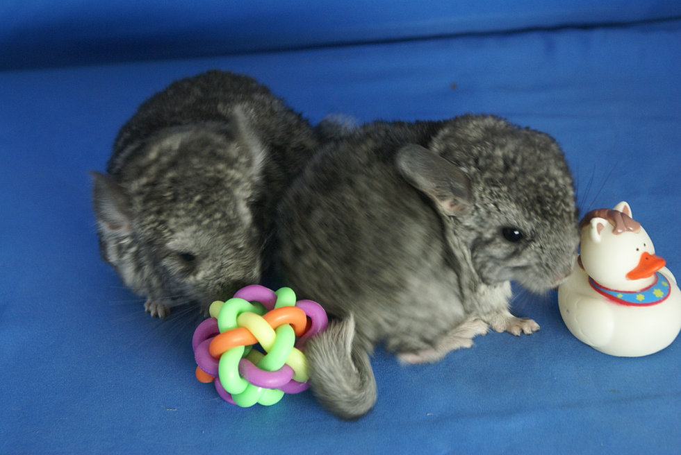 Where to buy a Chinchilla?