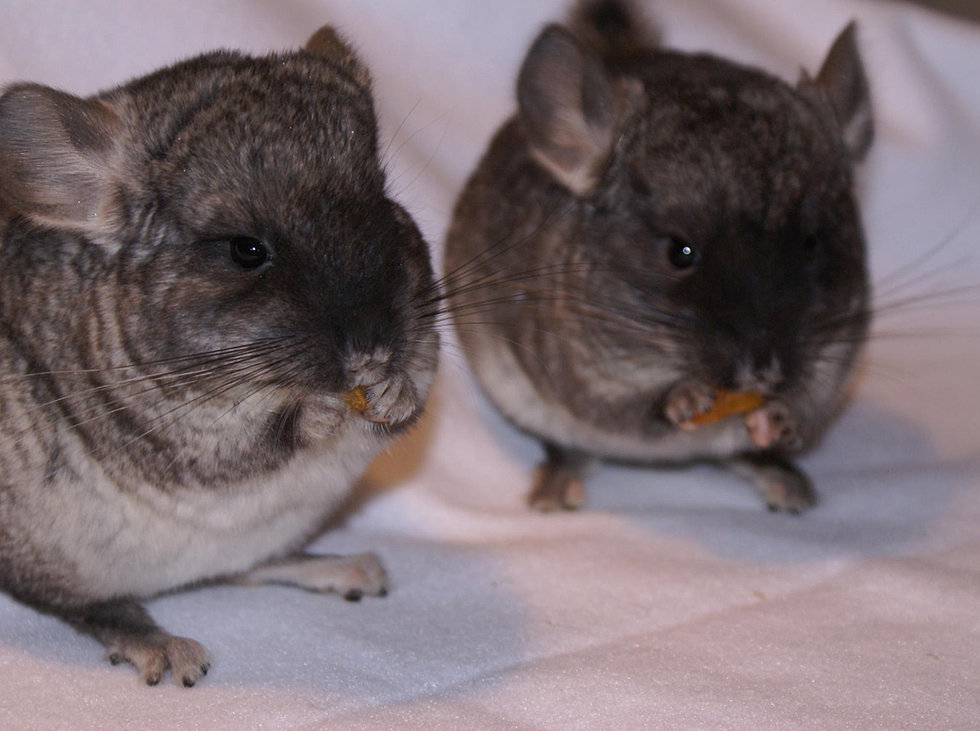 Where to buy a Chinchilla?