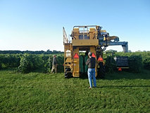 Knapp Winery Harvester