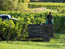 Hosmer winery harvest