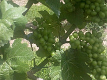 Three Brothers Riesling