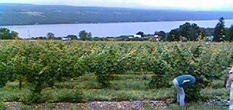 Ravines Wine Cellars Riesling