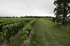 Anthony Road Riesling Vineyard