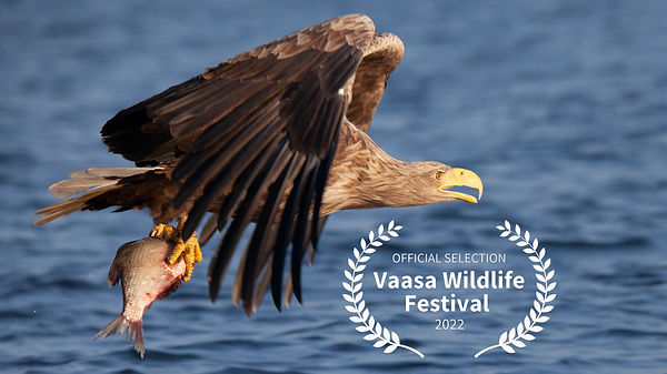 Seeadler nominated.jpg