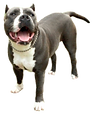 22-221953_blue-nose-puppies-for-blue-nos