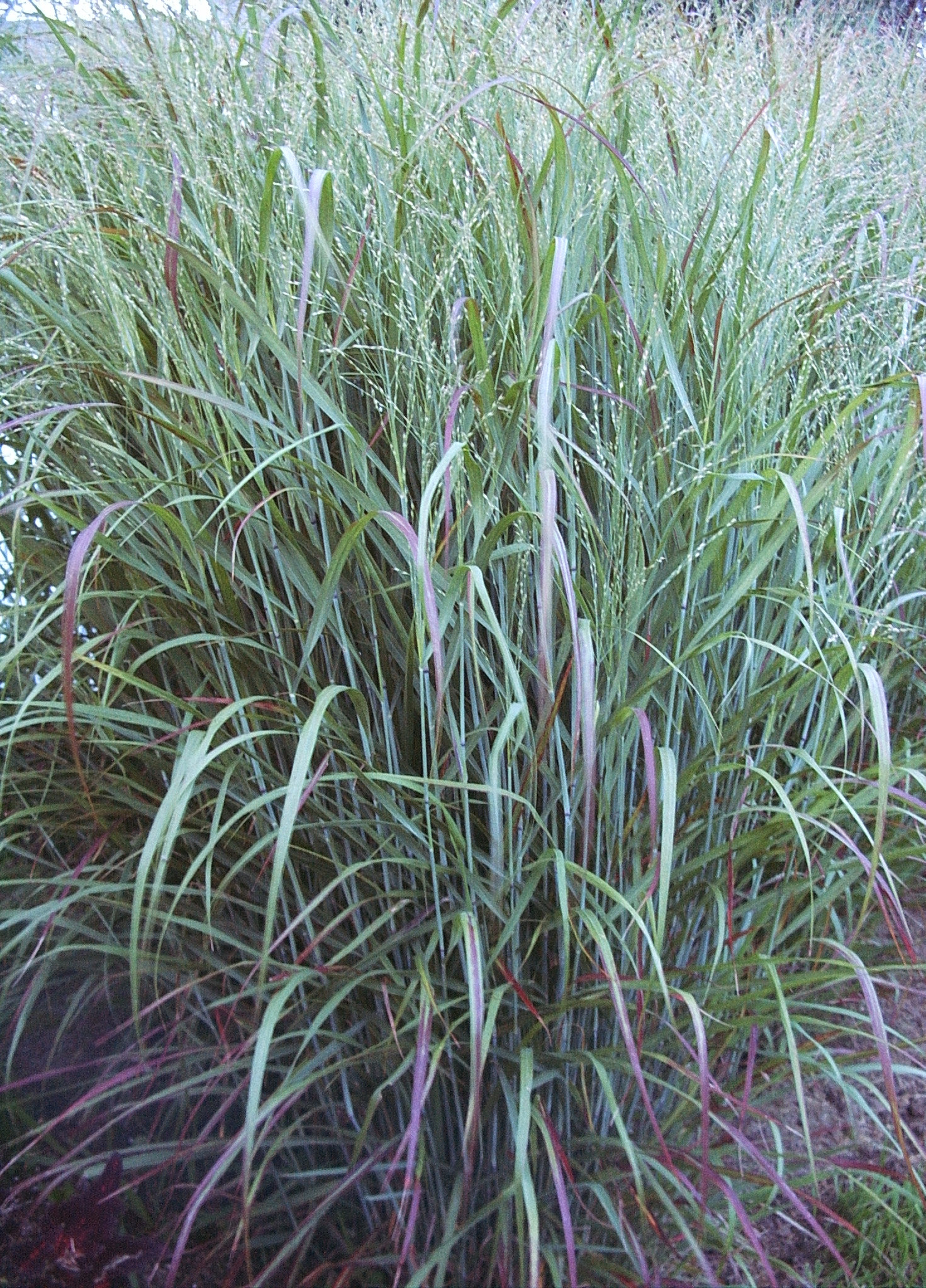 The Plantsmen Nursery Panicum virgatum Switchgrass
