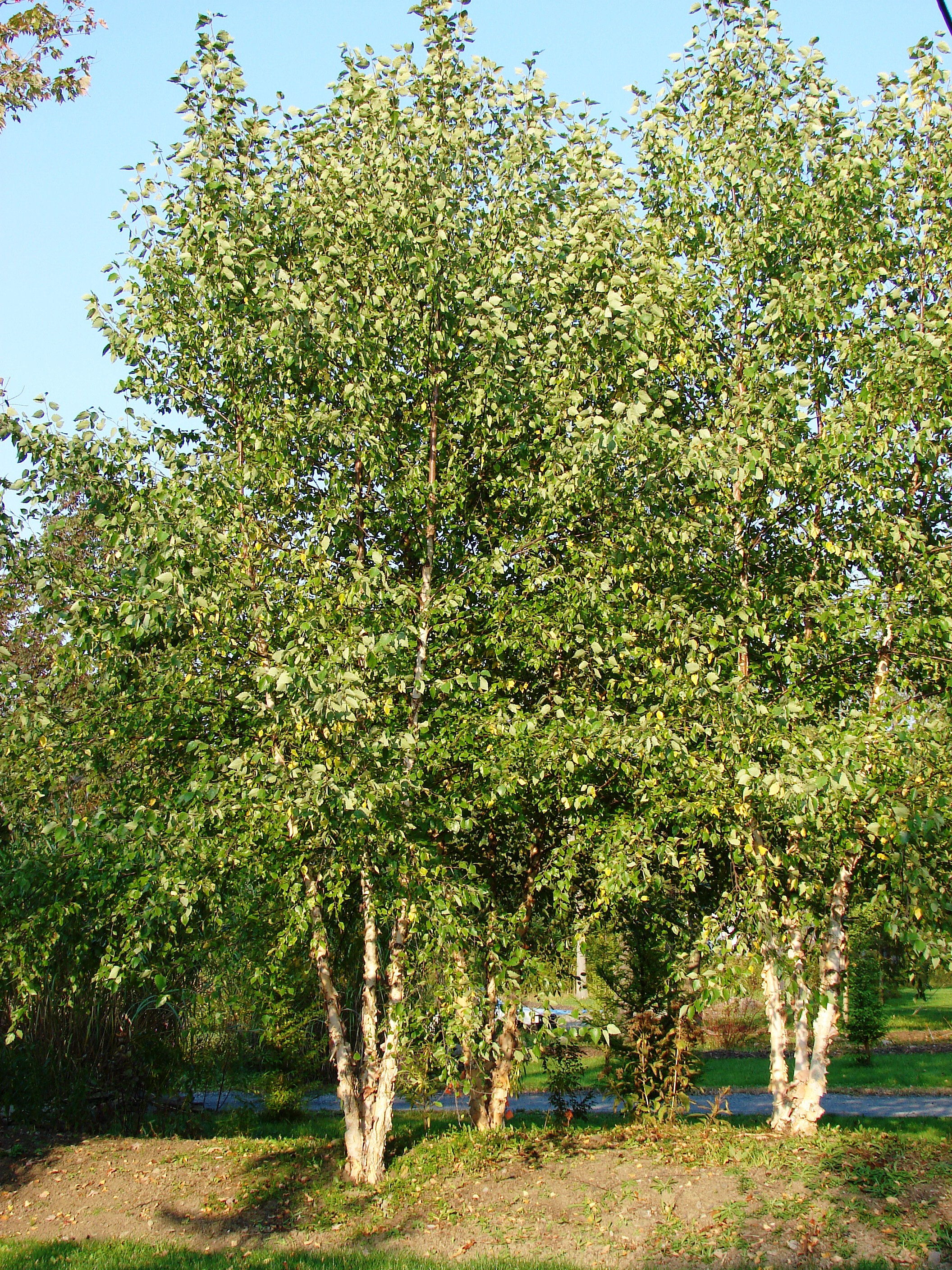 River Birch Nursery ~ TheNurseries
