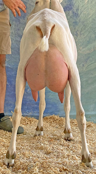 img_8262MoiraRose yrlg rear.jpg