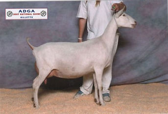 GCH Cherrypines Vanilla Bean 3M.jpg