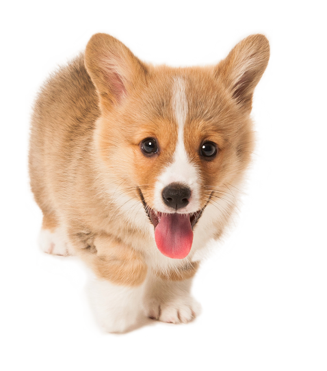 pic of puppy sound roots puppy coaching gure garmendia seattle pic of puppy sound roots puppy coaching gure garmendia seattle