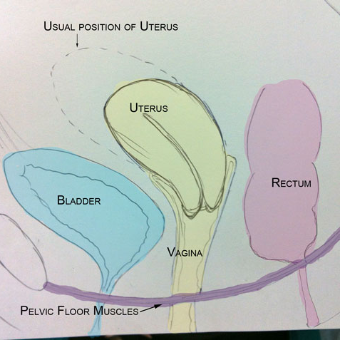 anatomy of the uterus with diagram pelvic organ prolapse part 1 s health anatomy of the uterus with diagram pelvic organ prolapse part 1 s health