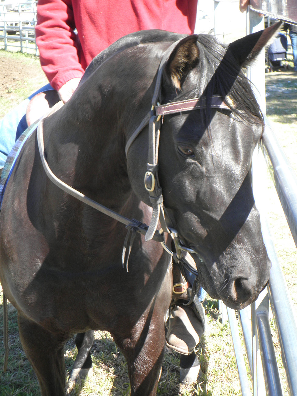 Australian stock horses
