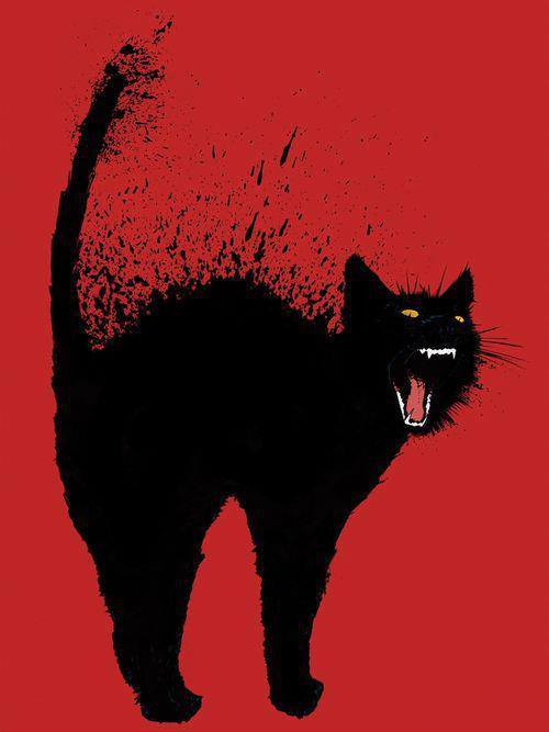 comment les chats font pour voir dans le noir