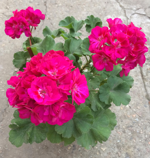 Полина пеларгония фото и описание - SadPhoto.ru