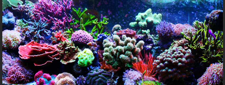living reef aquariums saltwater