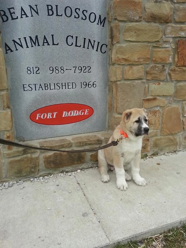 bean blossom veterinary clinic