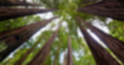 n-REDWOOD-TREES-628x314.jpg