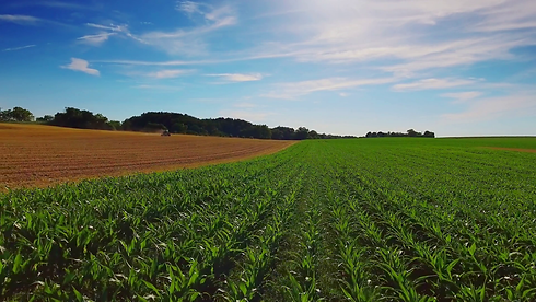 cornfield-agriculture-field-farming-dron