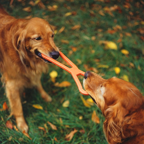 Tug%20of%20War_edited.jpg