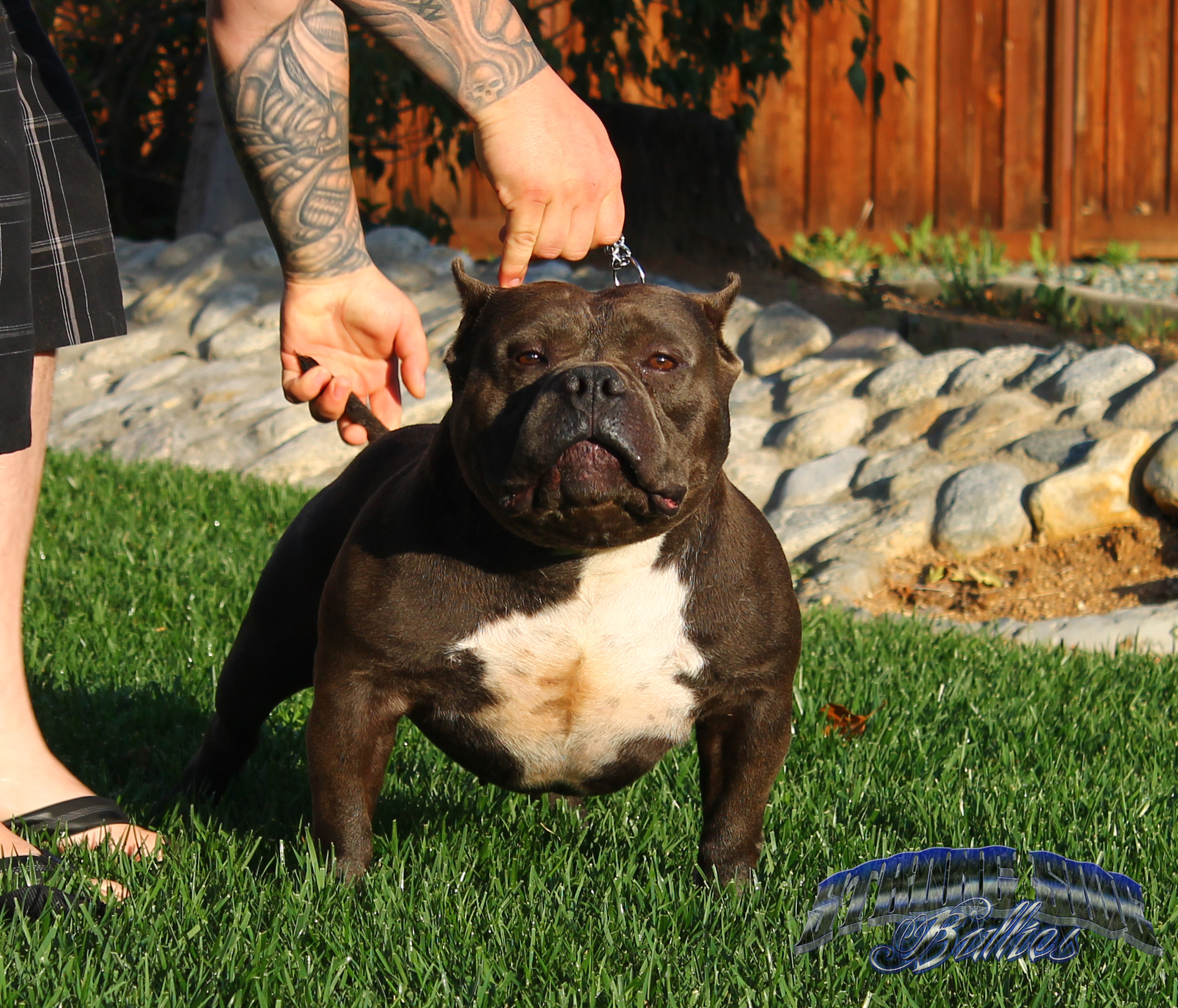 pocket pitbull puppies for sale pitbull puppies for sale 6 breeds picture pocket pitbull puppies for sale pitbull puppies for sale 6 breeds picture