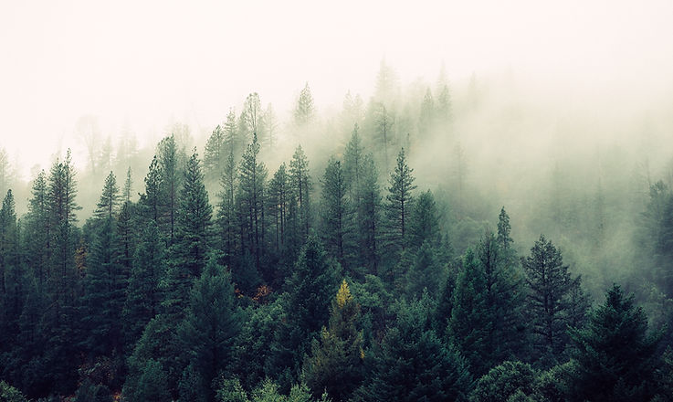 Misty Woodland_edited.jpg