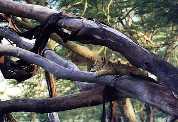 PHOTO SITE KENYA AMBOSELI A L AFFUT.jpg
