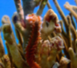 Gusano de fuego y coral de fuego